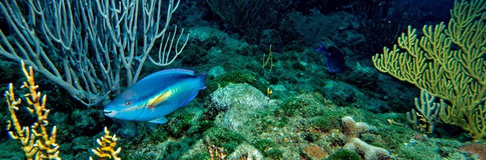 SeaPro Divers - Playa Blanca