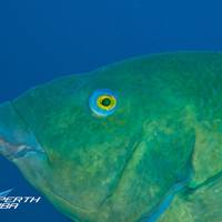 Perth Scuba