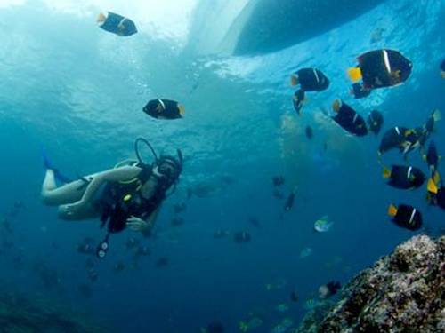 Vallarta Undersea