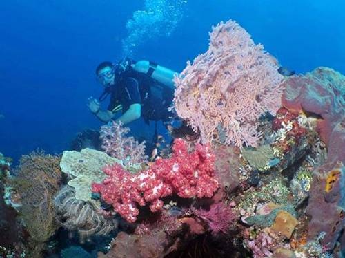 Scuba Duba Doo
