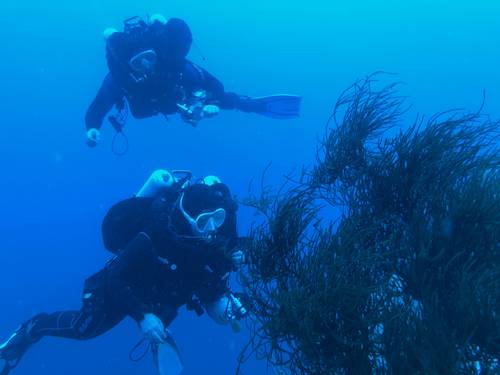 The Dive Connection Ltd