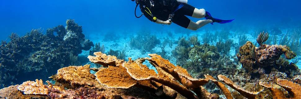 Seatizen Divers Cancun