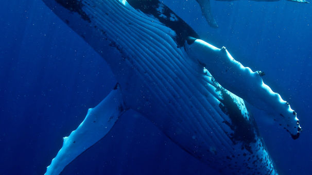 Tongan Expeditions - Whale swimming