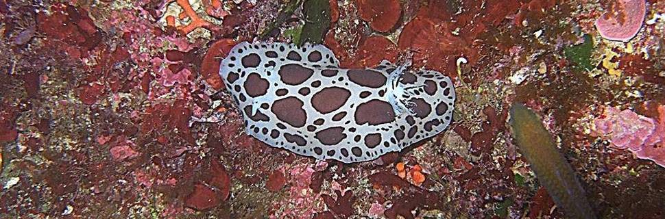 Neptunes Diving