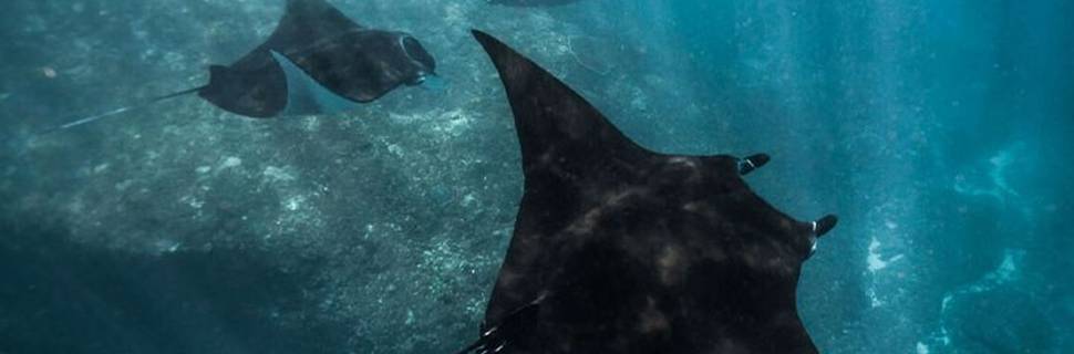 Bali And Go Scuba Diving