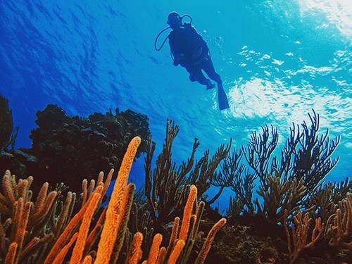 Sharky's Shop - Diving Dominican Republic