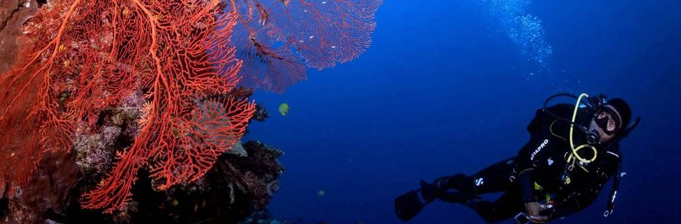 Dive Desk Male’ – PADI 5-Star Dive Center