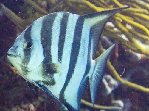 SCUBA10