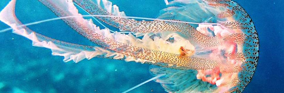 CORFU DIVE CLUB