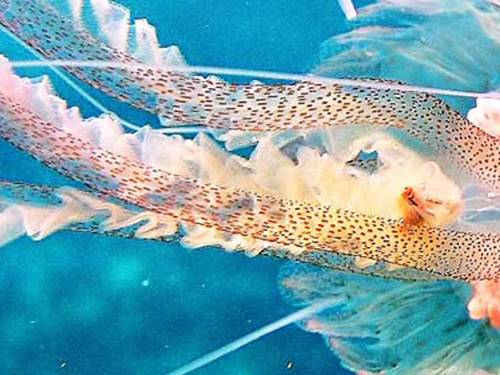 CORFU DIVE CLUB