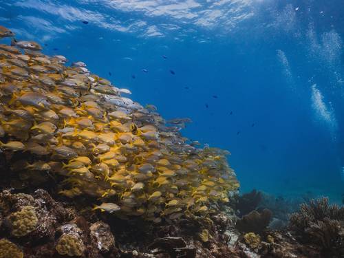 Diversion Dives Cancun