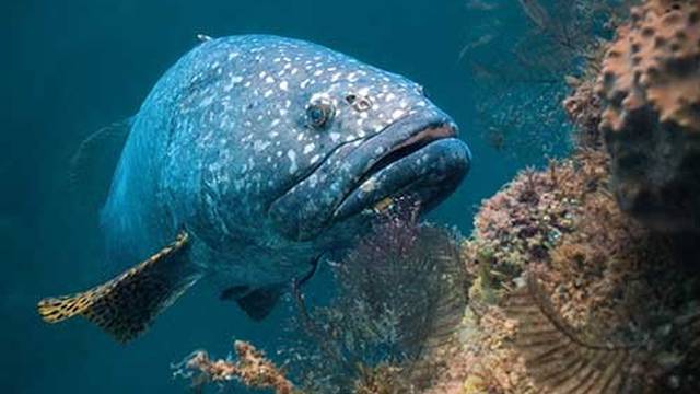 Ningaloo Dive Exmouth