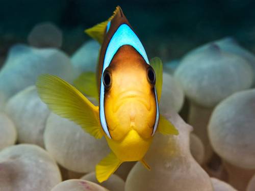 Sea Dancer Dive Center