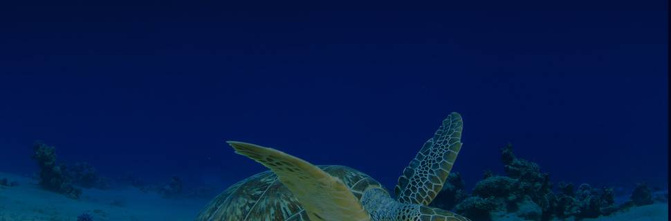 Rising Sun Diving Centre