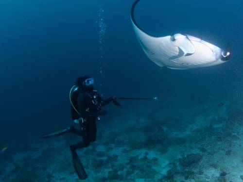 Oceanic_pulse_maldives
