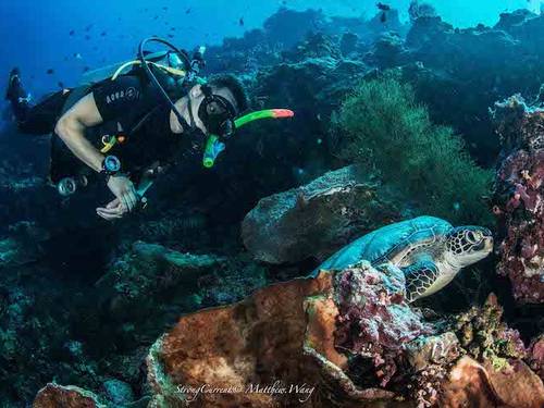 Fish In Air Bunaken