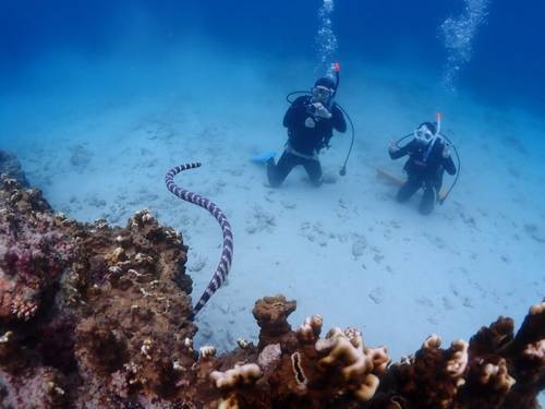 DIVING SCHOOL ATSUMARU