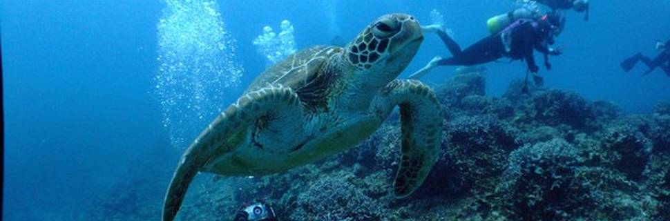 Nankuru Diver'S Okinawa