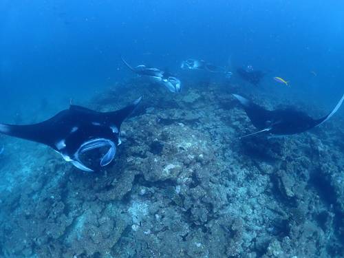 G-FREE DIVING SERVICE