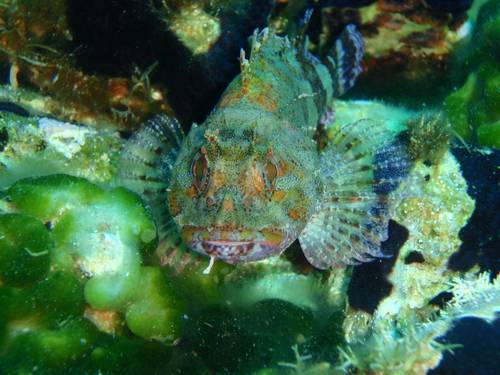 Blue Fin Divers Naxos Scuba Diving Center - PADI 5 Star IDC Resort