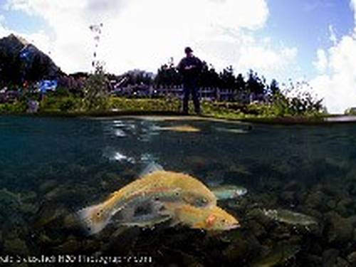 Alpenaquarium Grüblsee