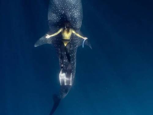 Drake Divers