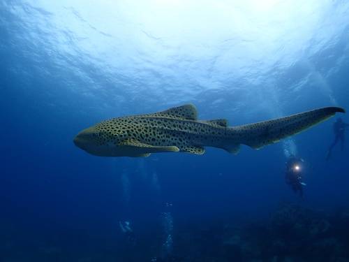 Phuket Dive Center