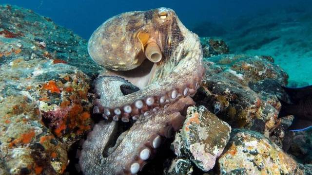 Euro-Divers Lanzarote