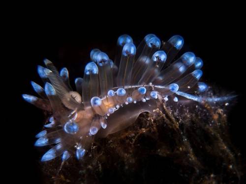 Ouranoupoli - Athos Scuba Diving Center