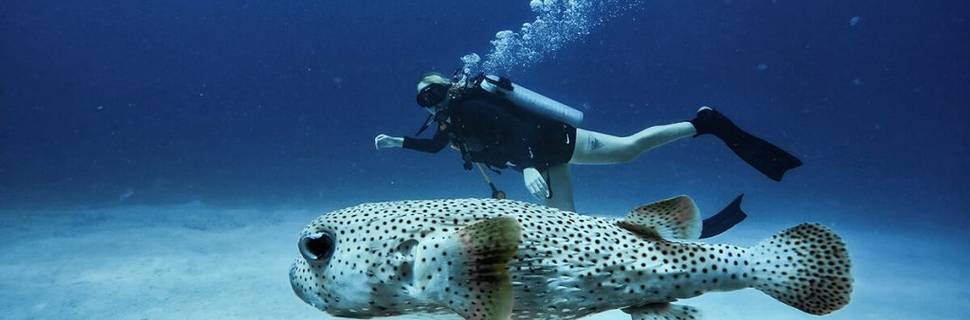 Dive it! Mexico