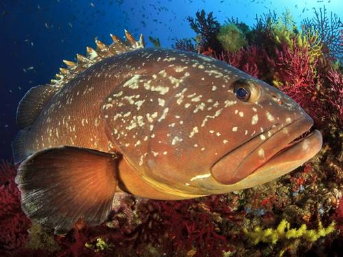 Discovery Diving Sardegna