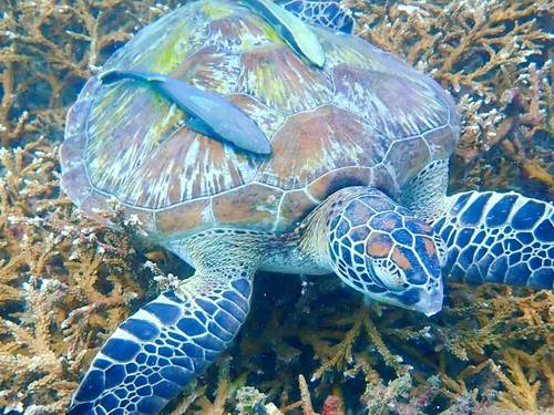 Sawasdee Divers Krabi