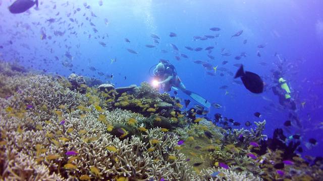 Devocean Dive