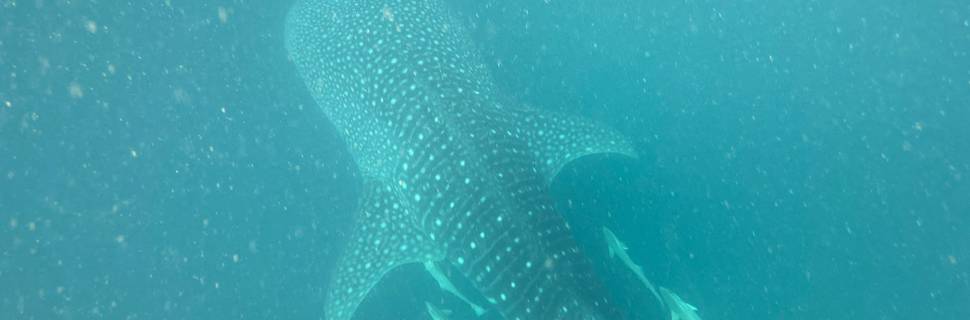 Tropical Diving & Watersports