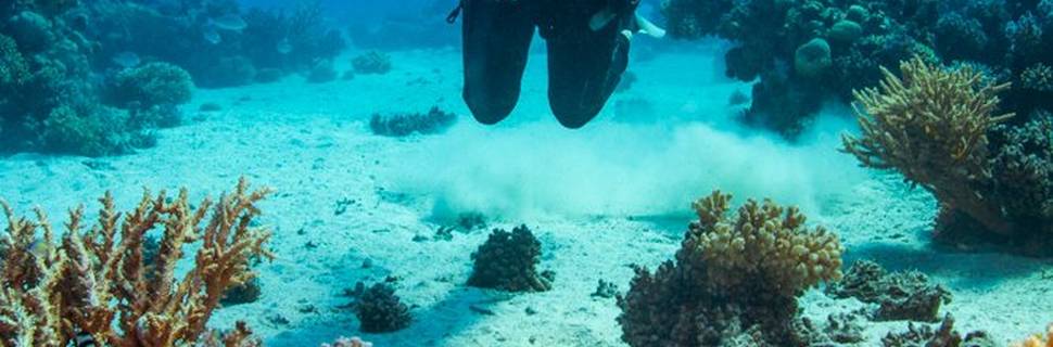 Diamond Red Sea - Diving in Hurghada