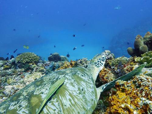 Lutwala Dive and Bungalows