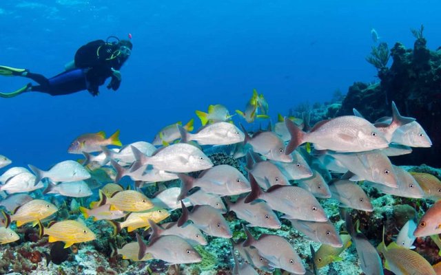Everything you need to know about diving in Dominican Republic