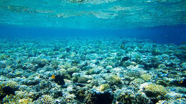DIVINGURU Unawatuna, PADI 5 STAR IDC DIVE RESORT, S-36133