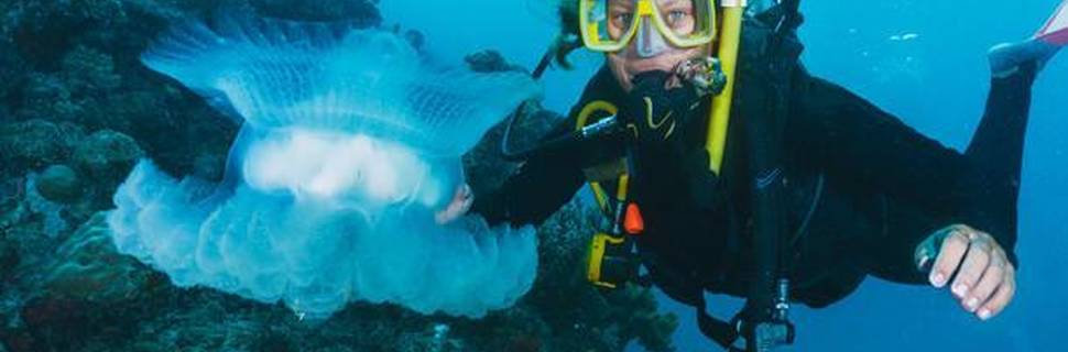 Reef Divers