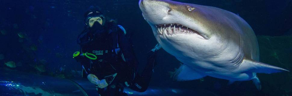 Blue Planet Aquarium