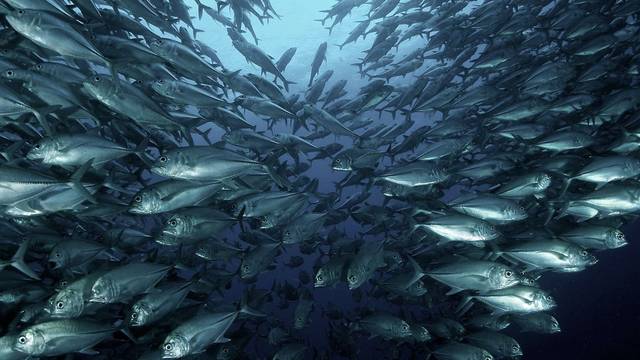 Savedra Dive Center
