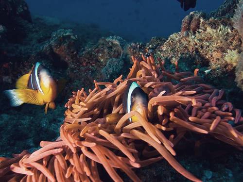 Felidhoo Dive Club