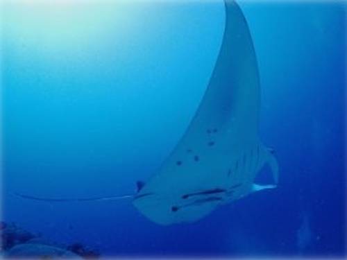 Diving School Io Esaka