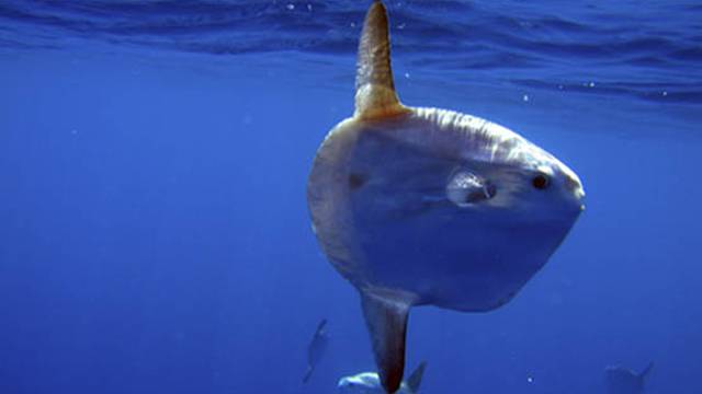 Haliotis - Peniche Diving Center
