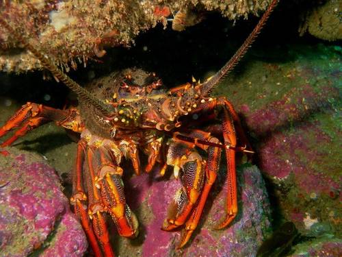 Cathedral Cove Dive Ltd