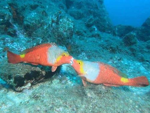 Madeira Oceanos - Diving Center ( Focusnatura)
