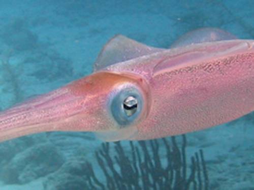 Cowa Diving