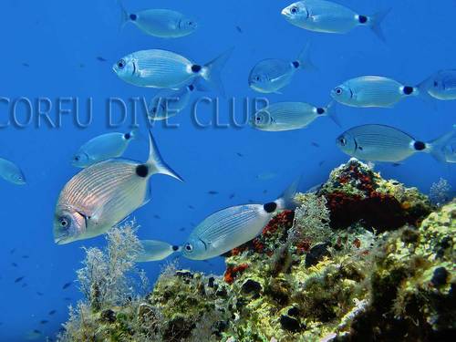 Corfu Dive Club
