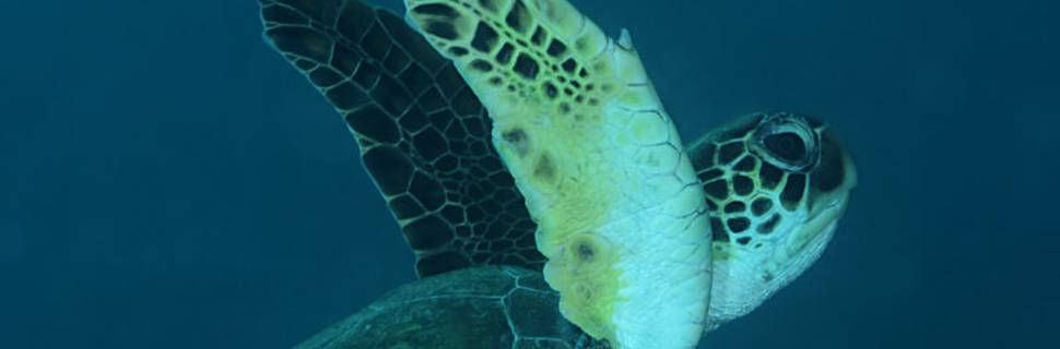 Cabo Verde Diving