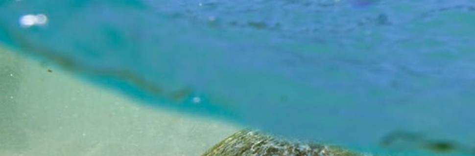 Dive For You